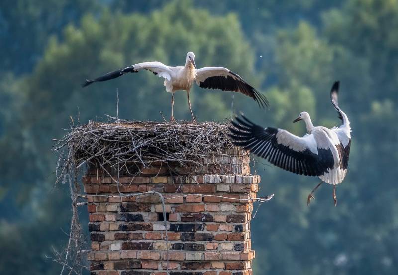 Expert Chimney Animal Removal in Grand Prairie, TX Professional Chimney Animal Removal Services in Grand Prairie, Texas