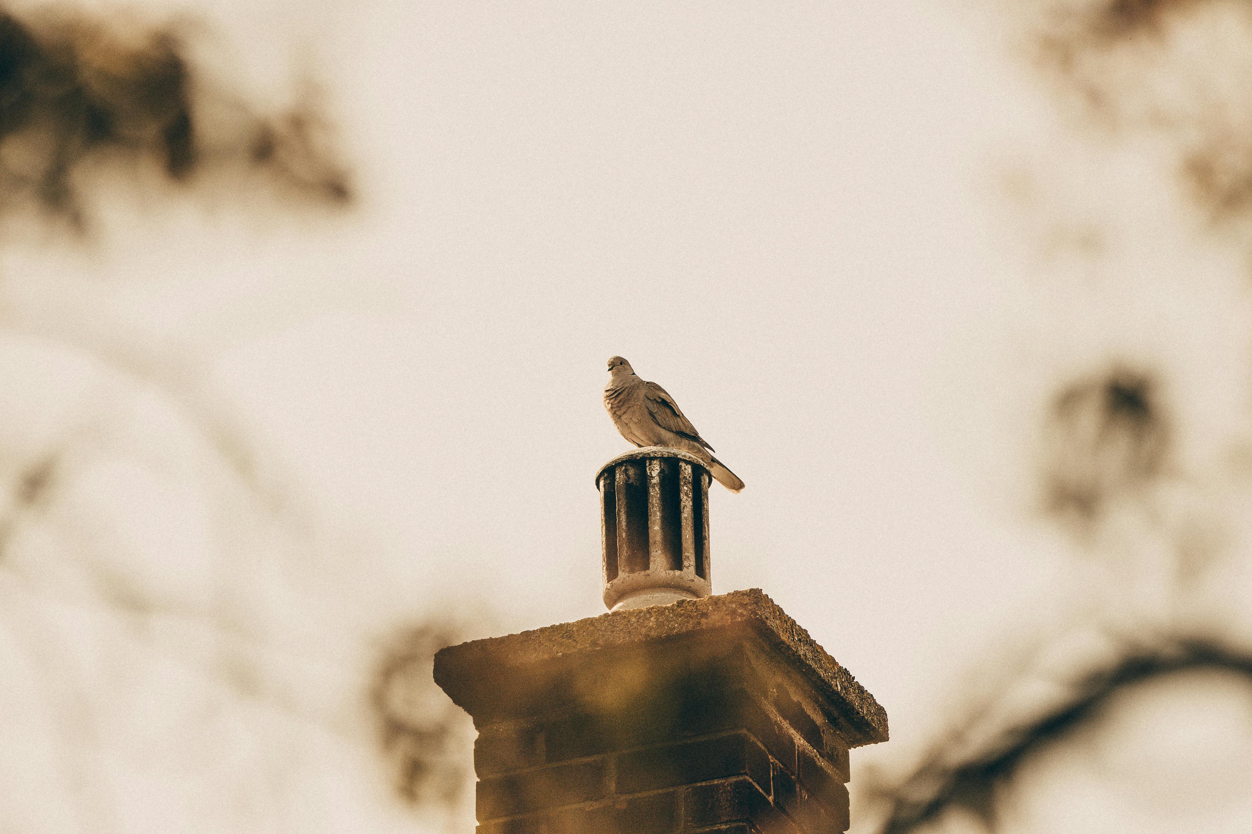Professional Chimney Cap Installation Services in Grand Prairie, TX Expert Chimney Cap Installation in Grand Prairie, Texas